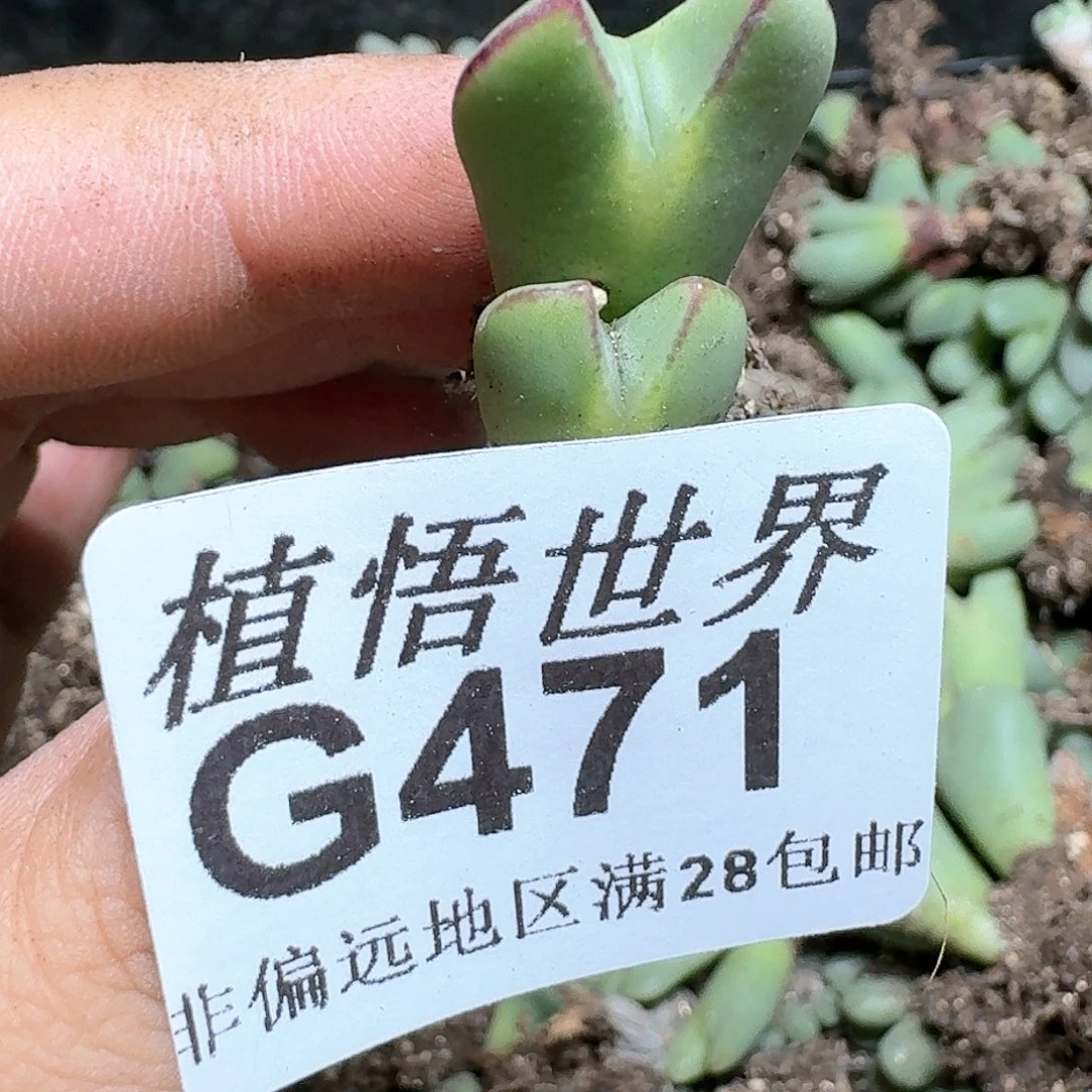 471号的多肉植物z d