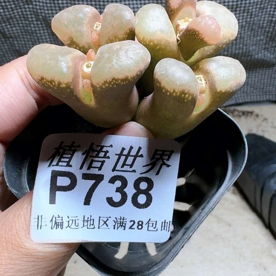 738号多肉植物哇c c