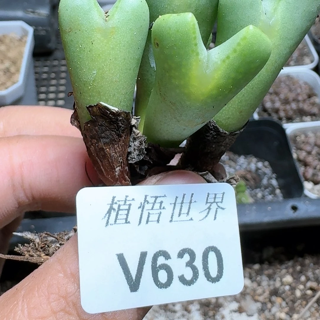 630号多肉植物哇c