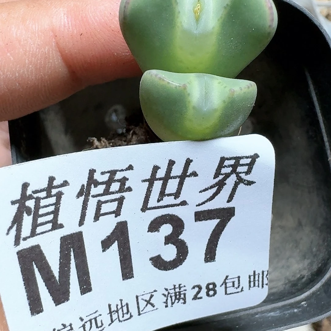 137号d r z w c g