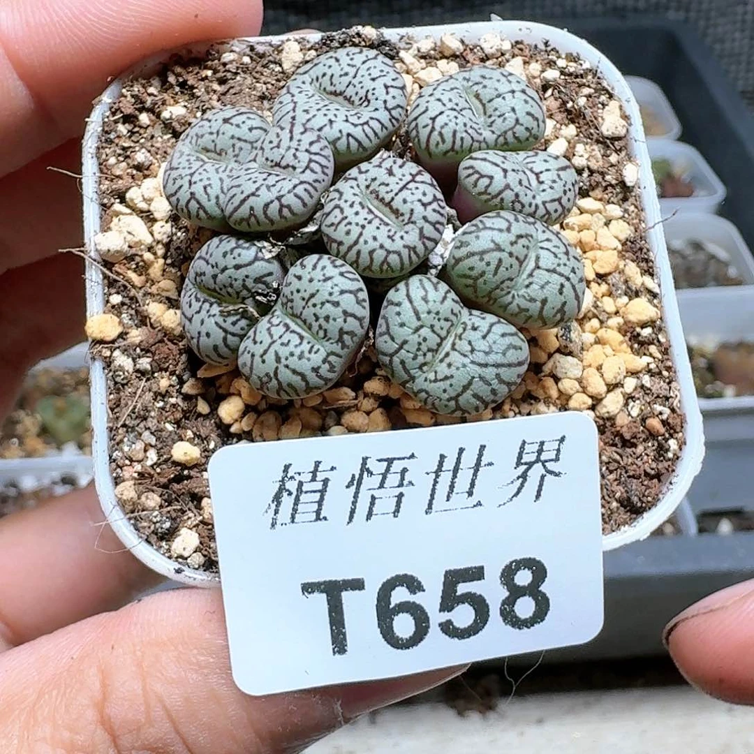 658号d r z w w w e c