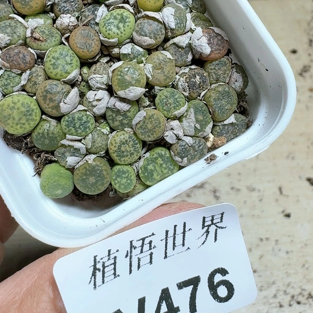 476号多肉植物哇c