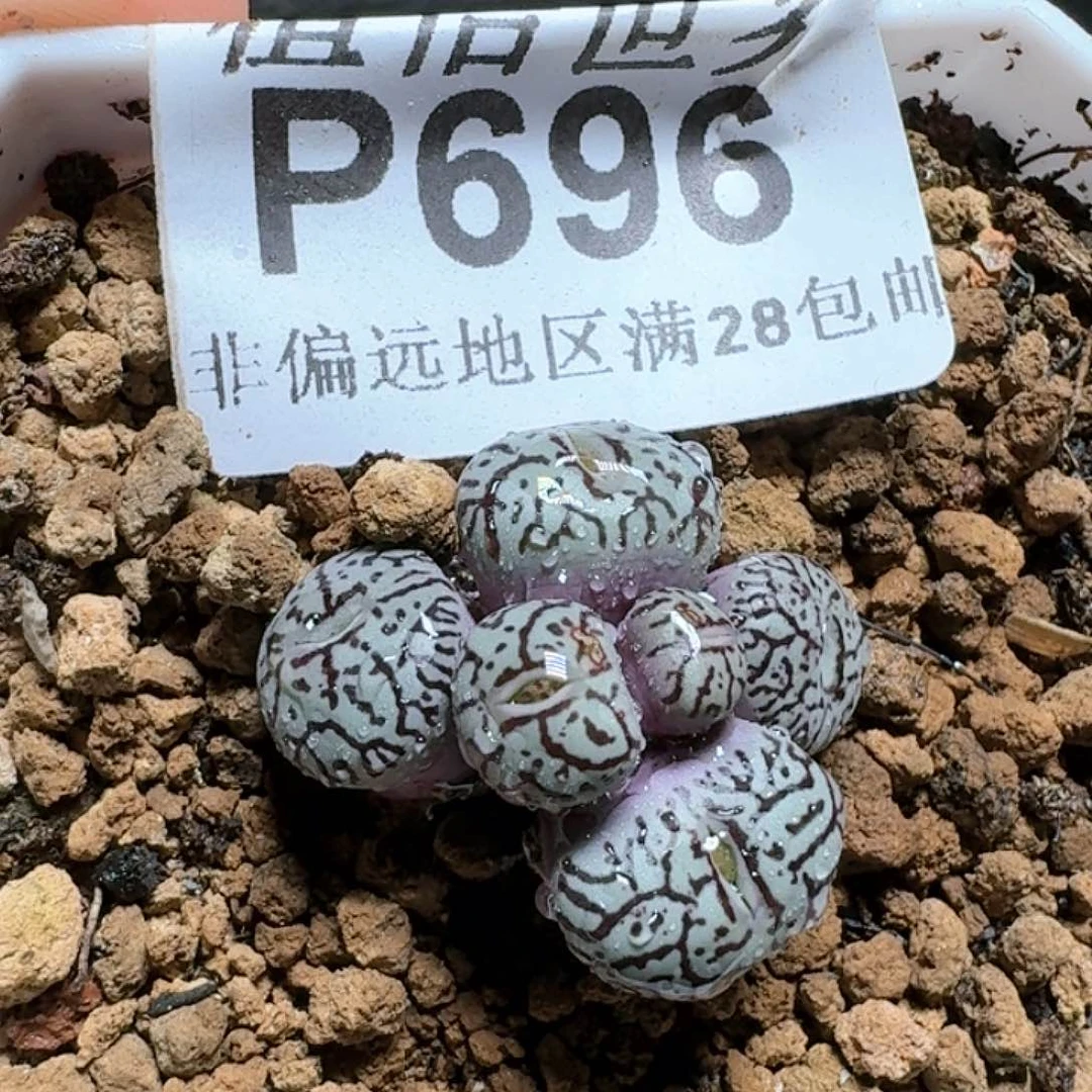 696号多肉植物哇c