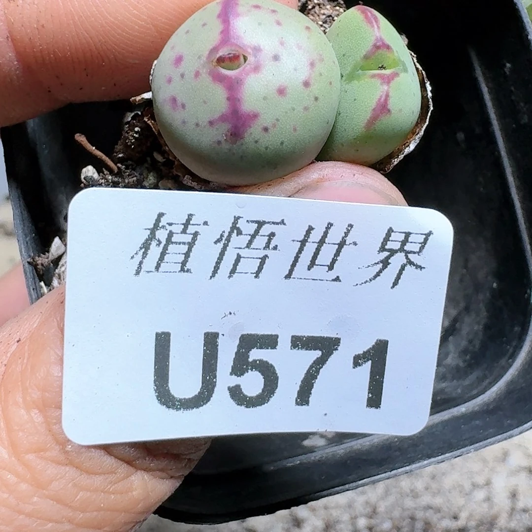 571号多肉植物哇c
