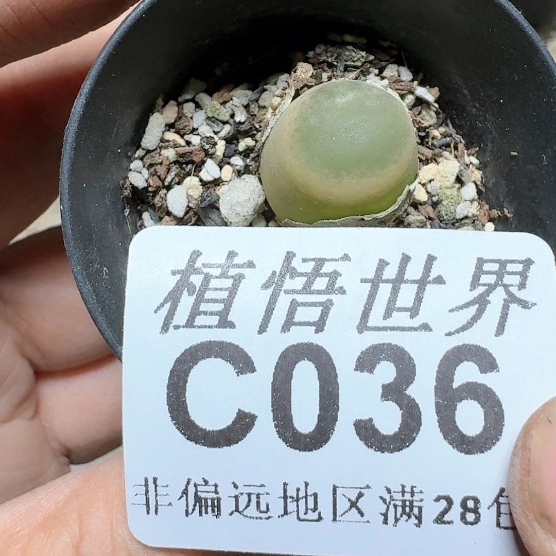 036号多肉植物大
