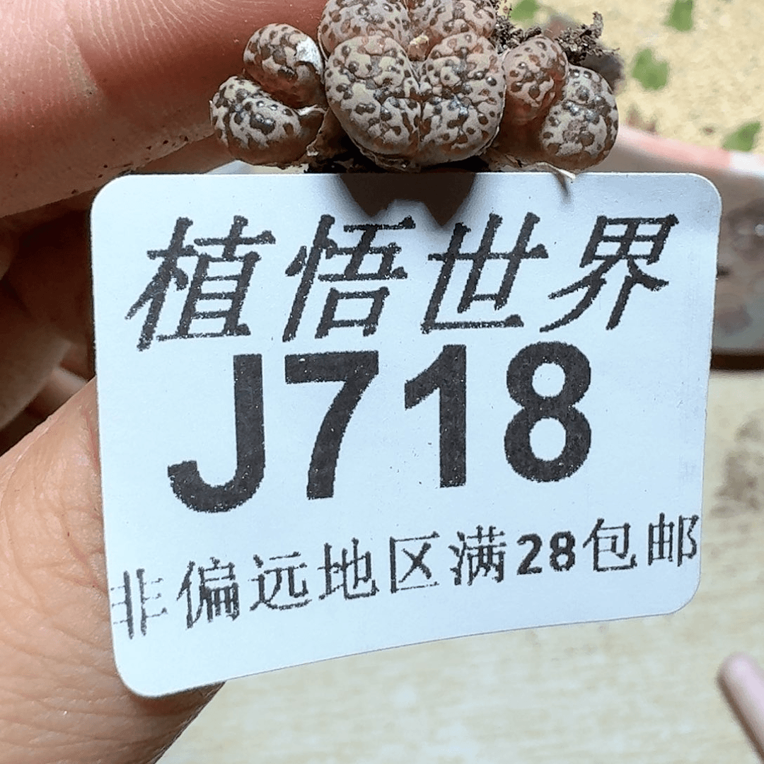718号多肉植物群。x