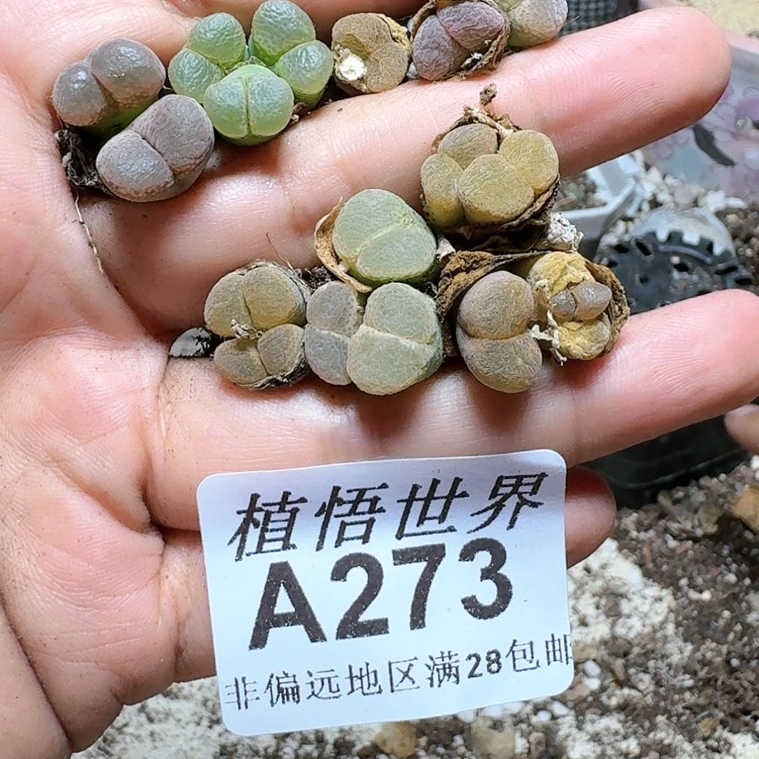 273号的多肉植物，