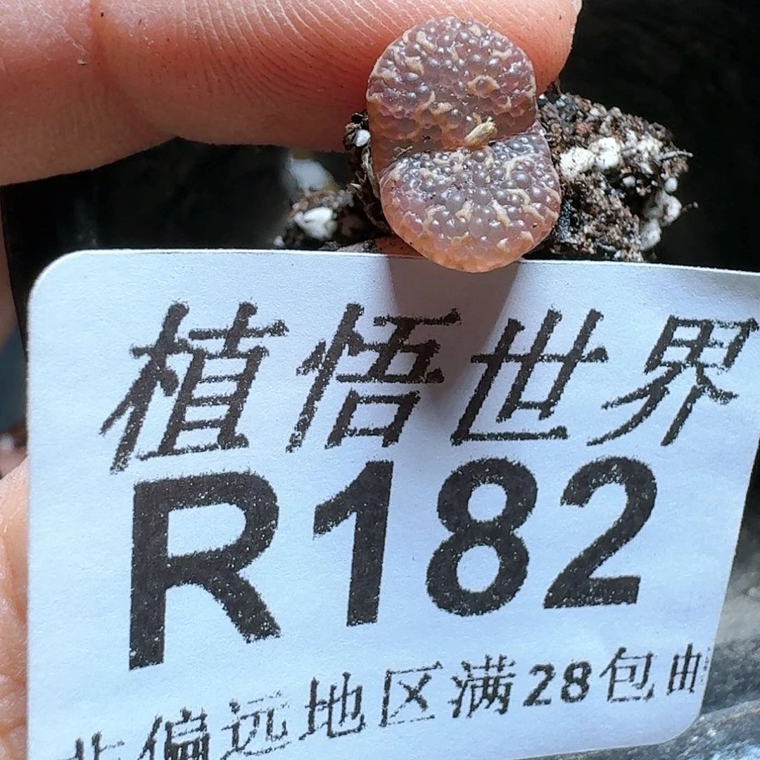 182号的多肉植物哇c