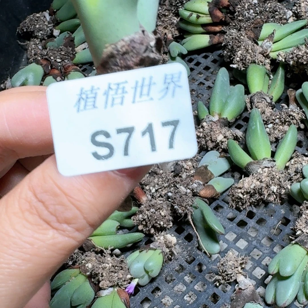 717号多肉植物大x