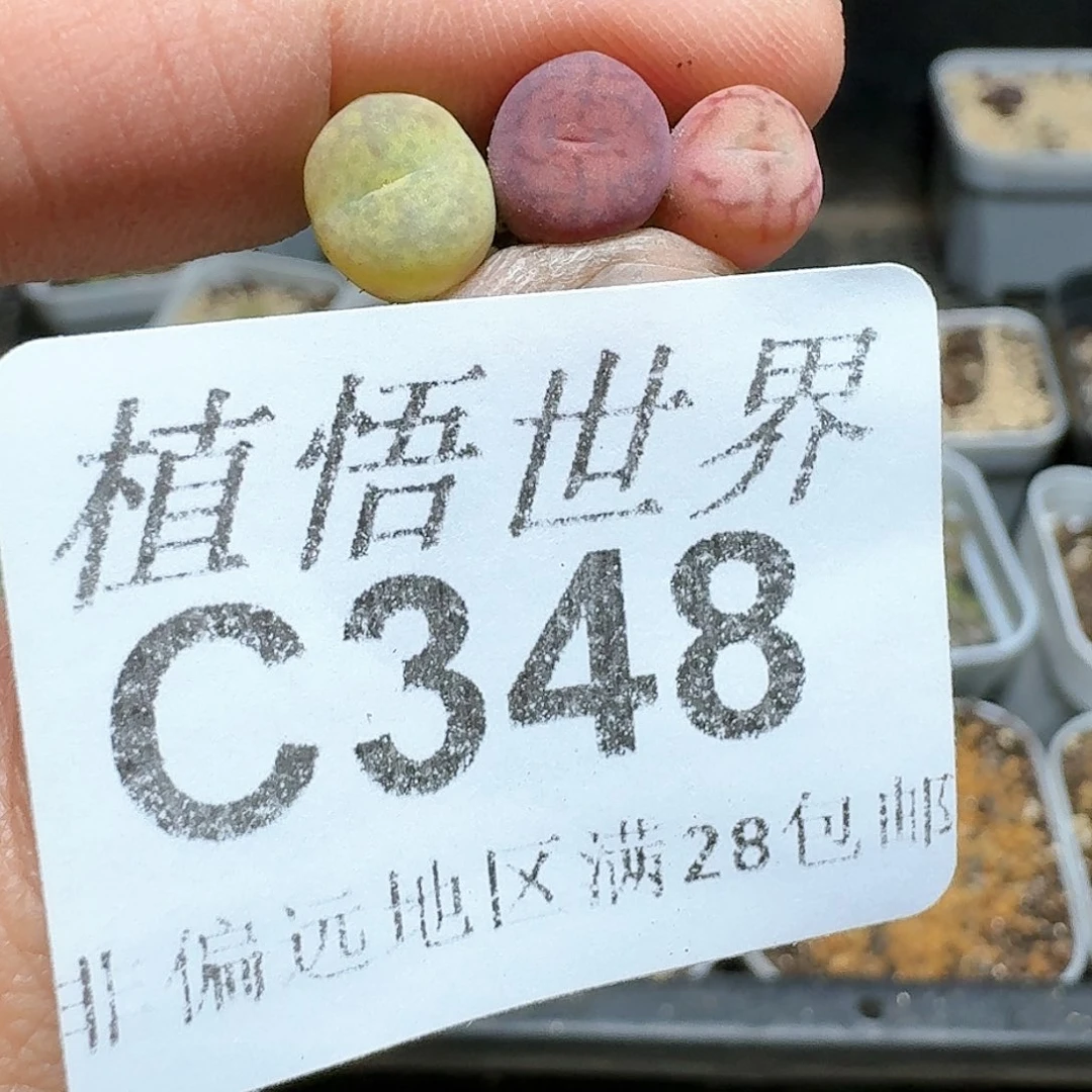 348号多肉植物哇c