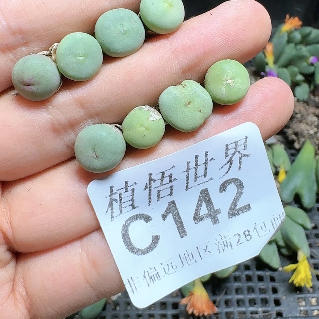 142号多肉植物哇c