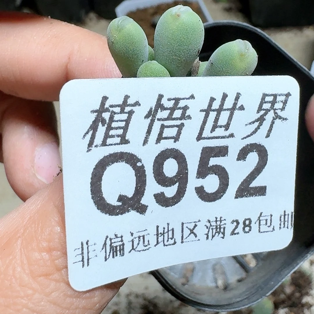 952号多肉植物哇c