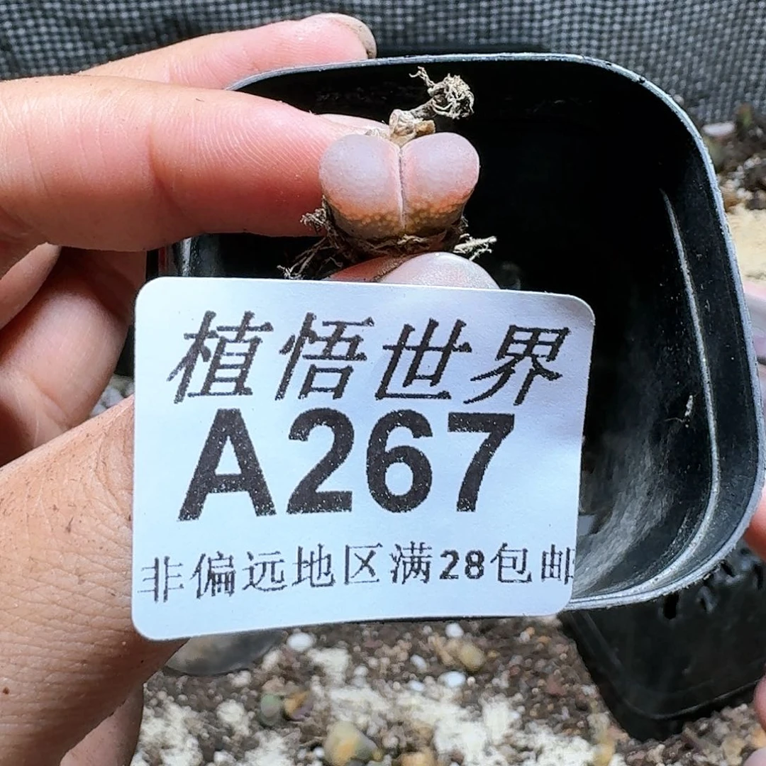 267号多肉植物。x