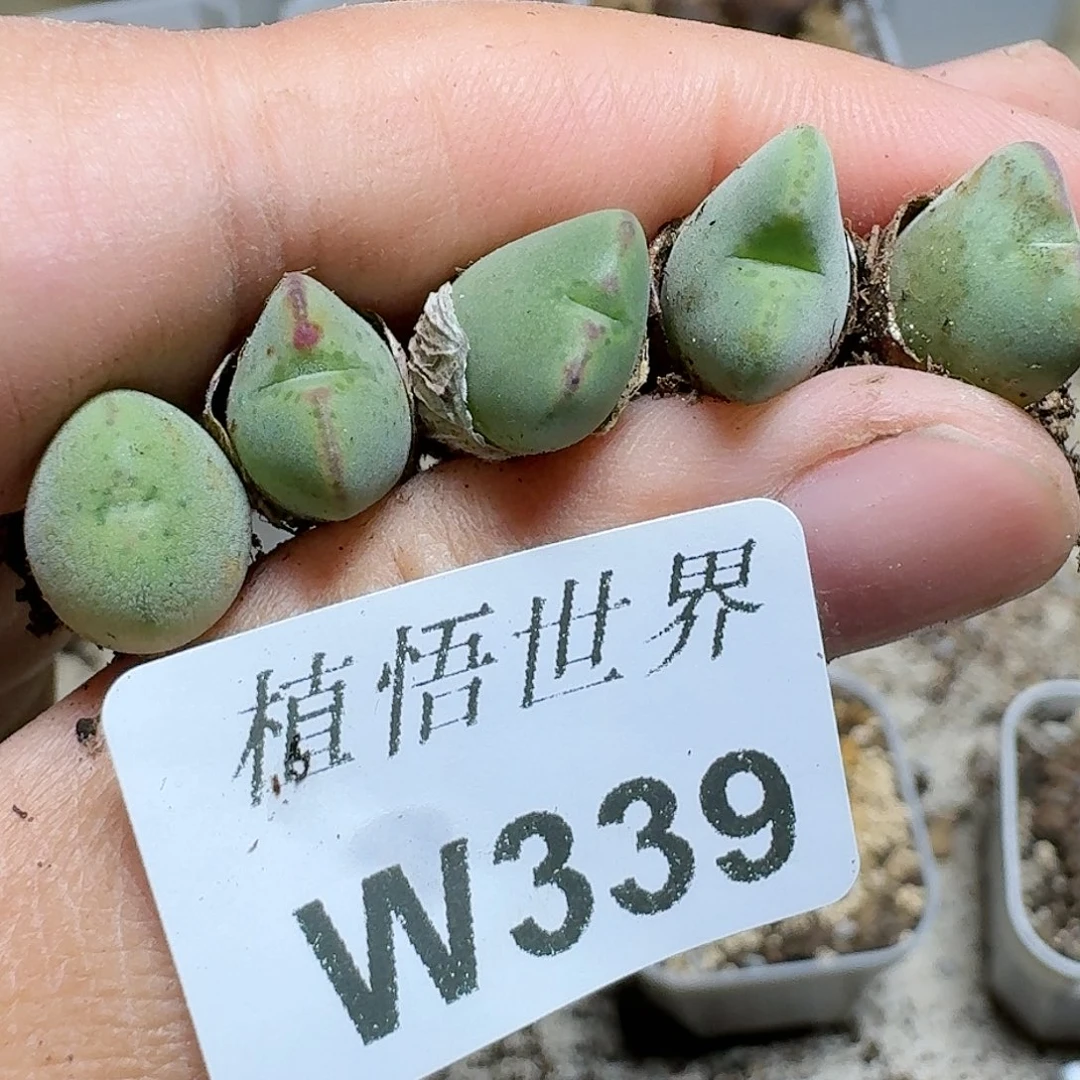 339号多肉植物哇c