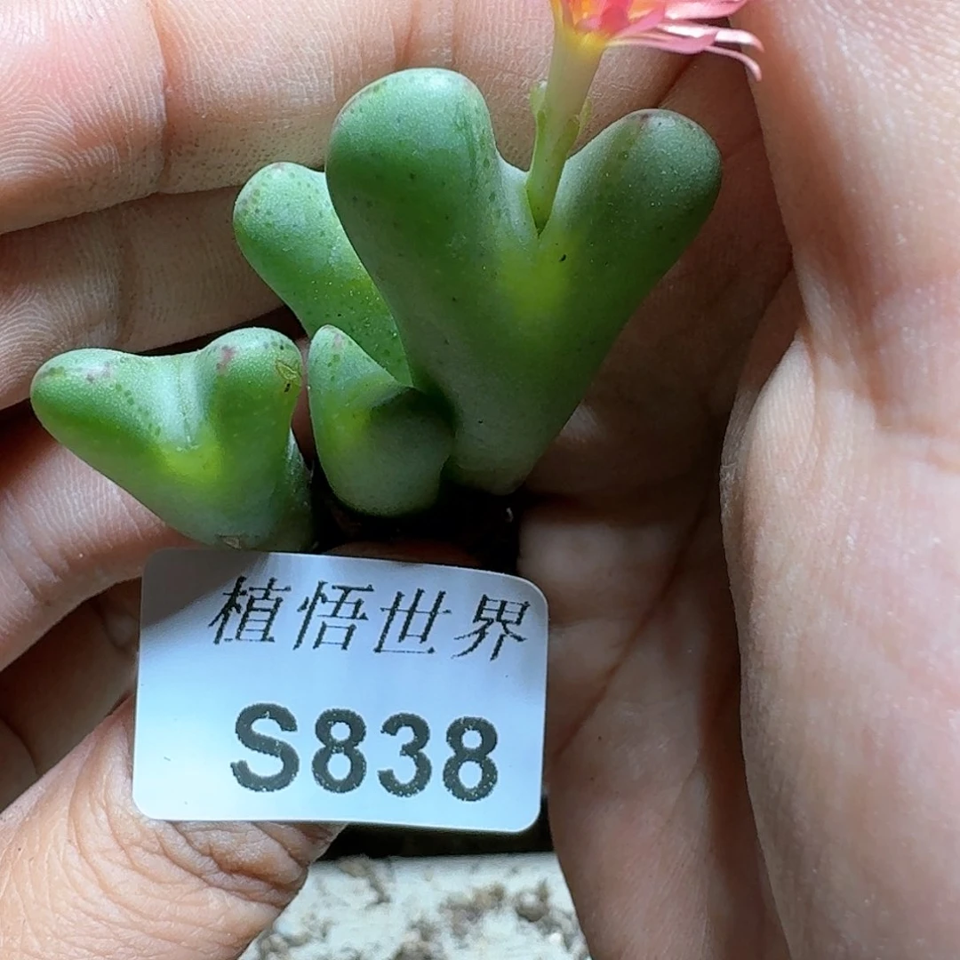 838号多多肉植物哇c