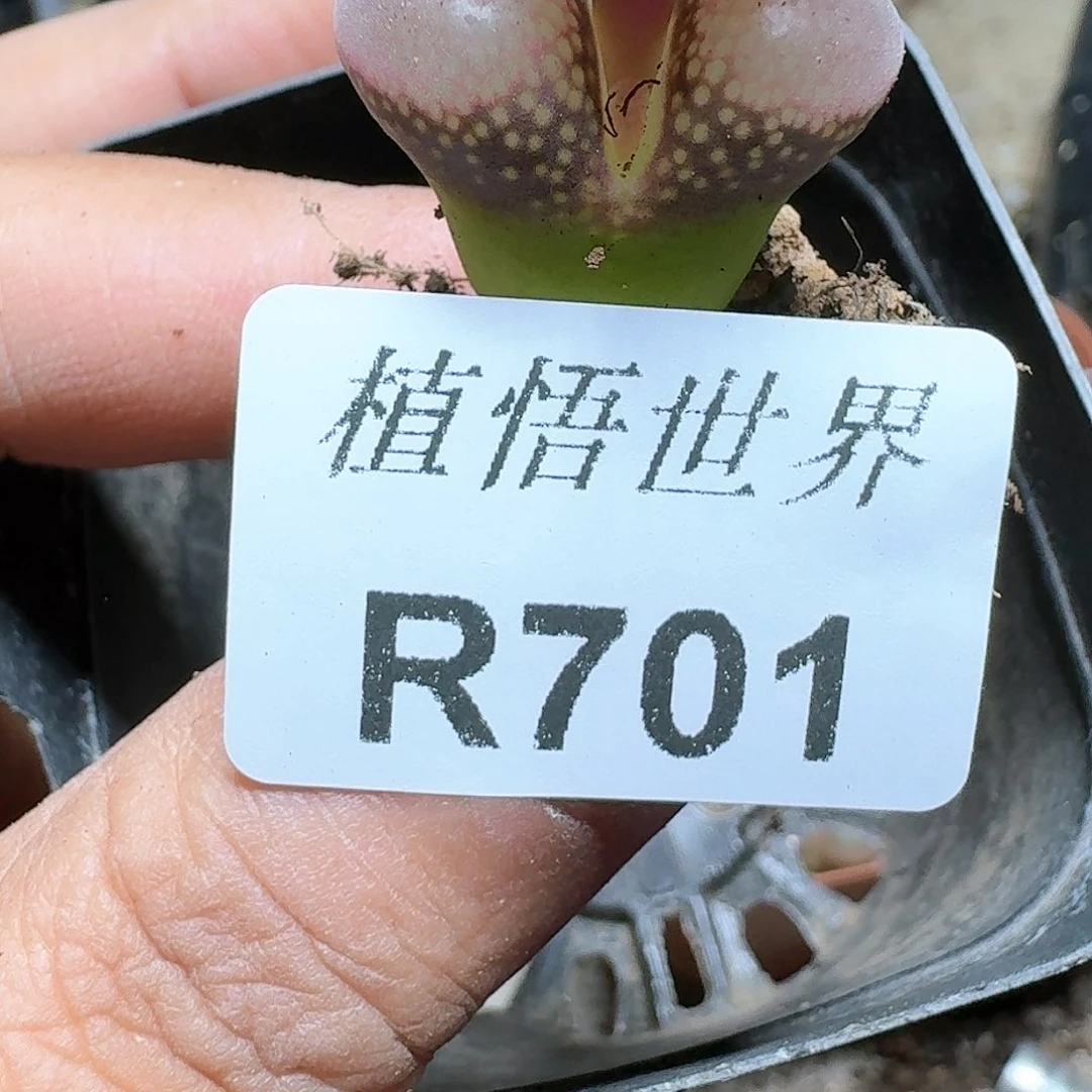 701号多肉植物哇c f