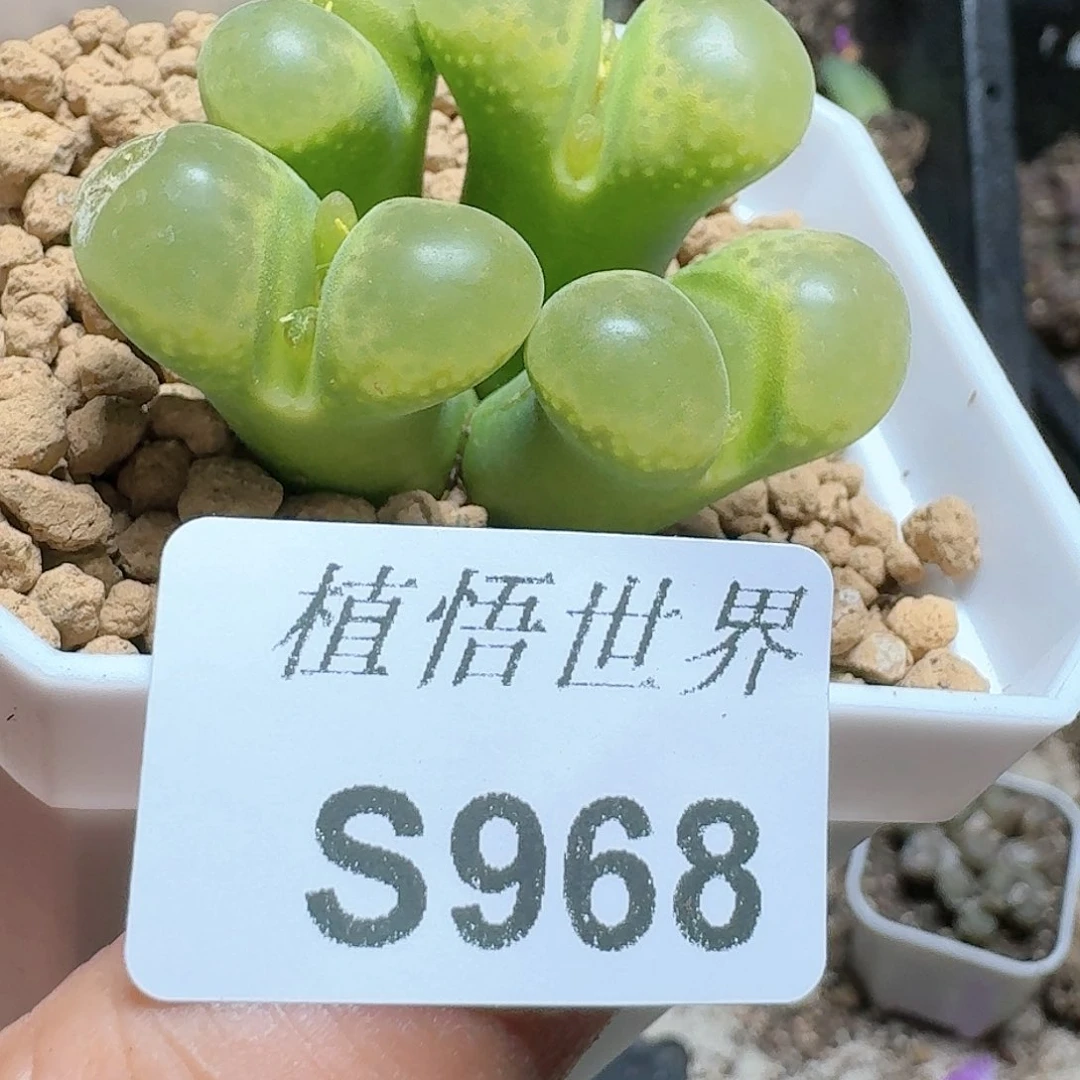 968号多肉植物哇x