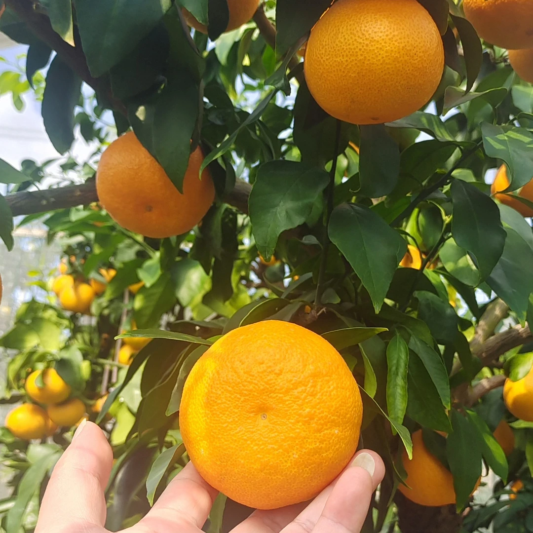 [潘爸家庭农场]正宗象山红美人 柑橘桔子 新鲜现摘水果爱媛果冻橙