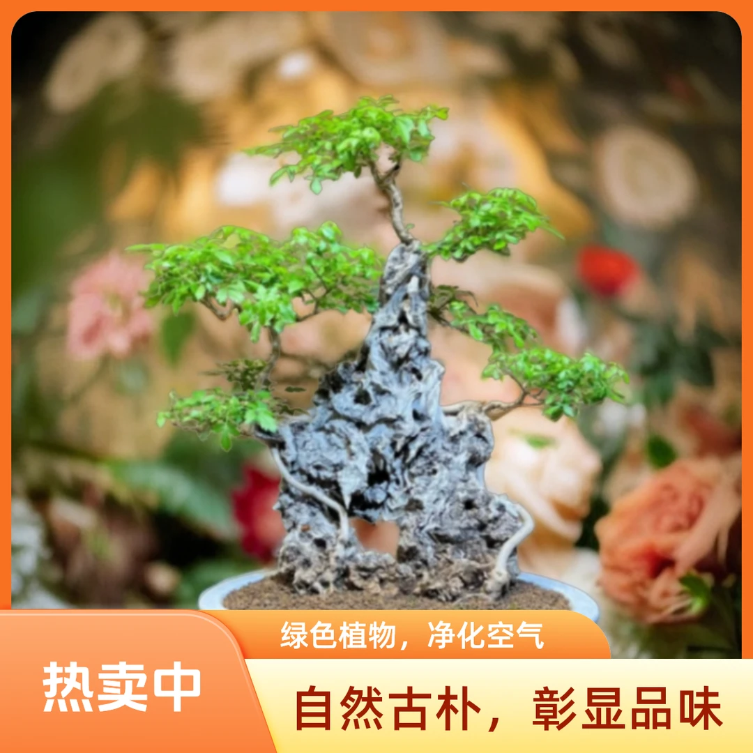 植引黄荆盆景装饰 观赏盆栽四季常青室内外观赏绿植