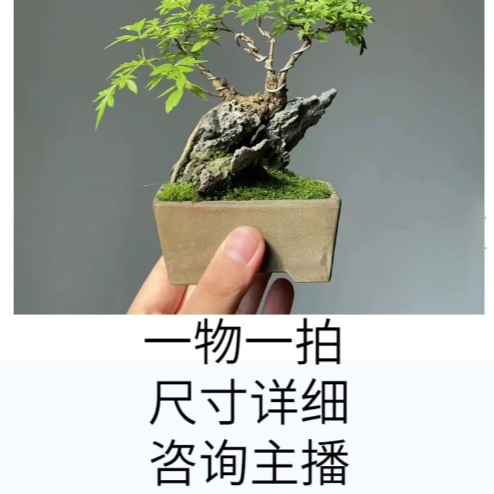 黄荆盆景[江]   一物一拍