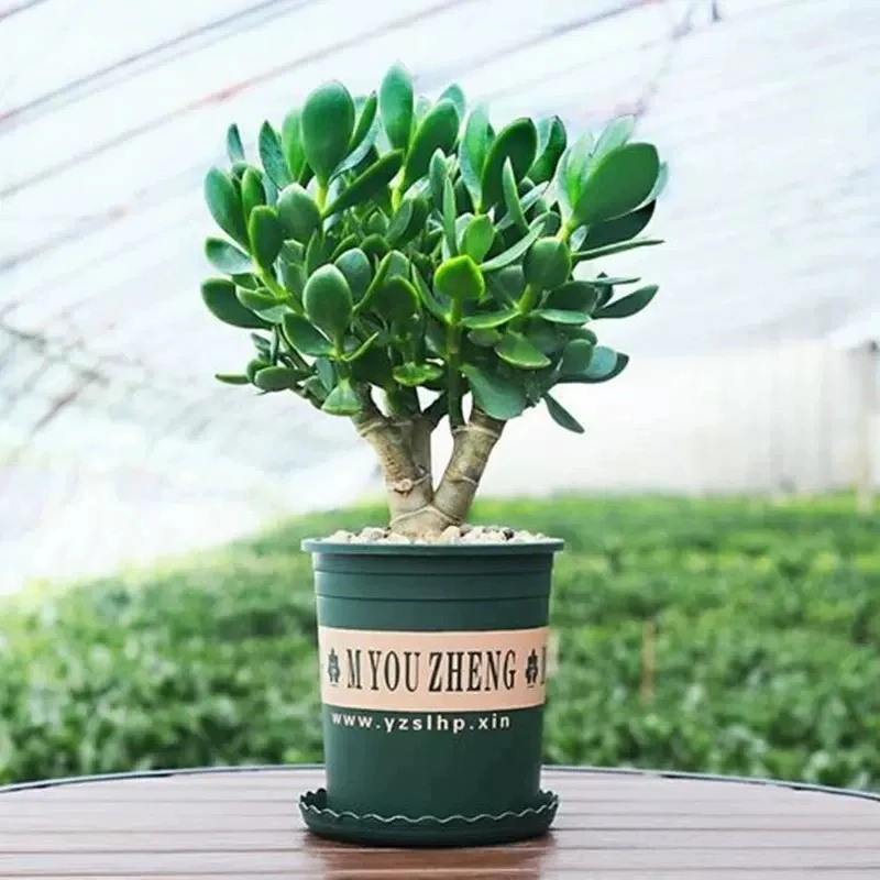 【大叶玉树老桩】大株盆多肉植物室内四季好养扦插净化空气四季常绿