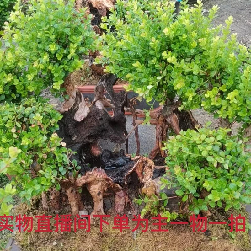 小叶红芽赤楠盆景