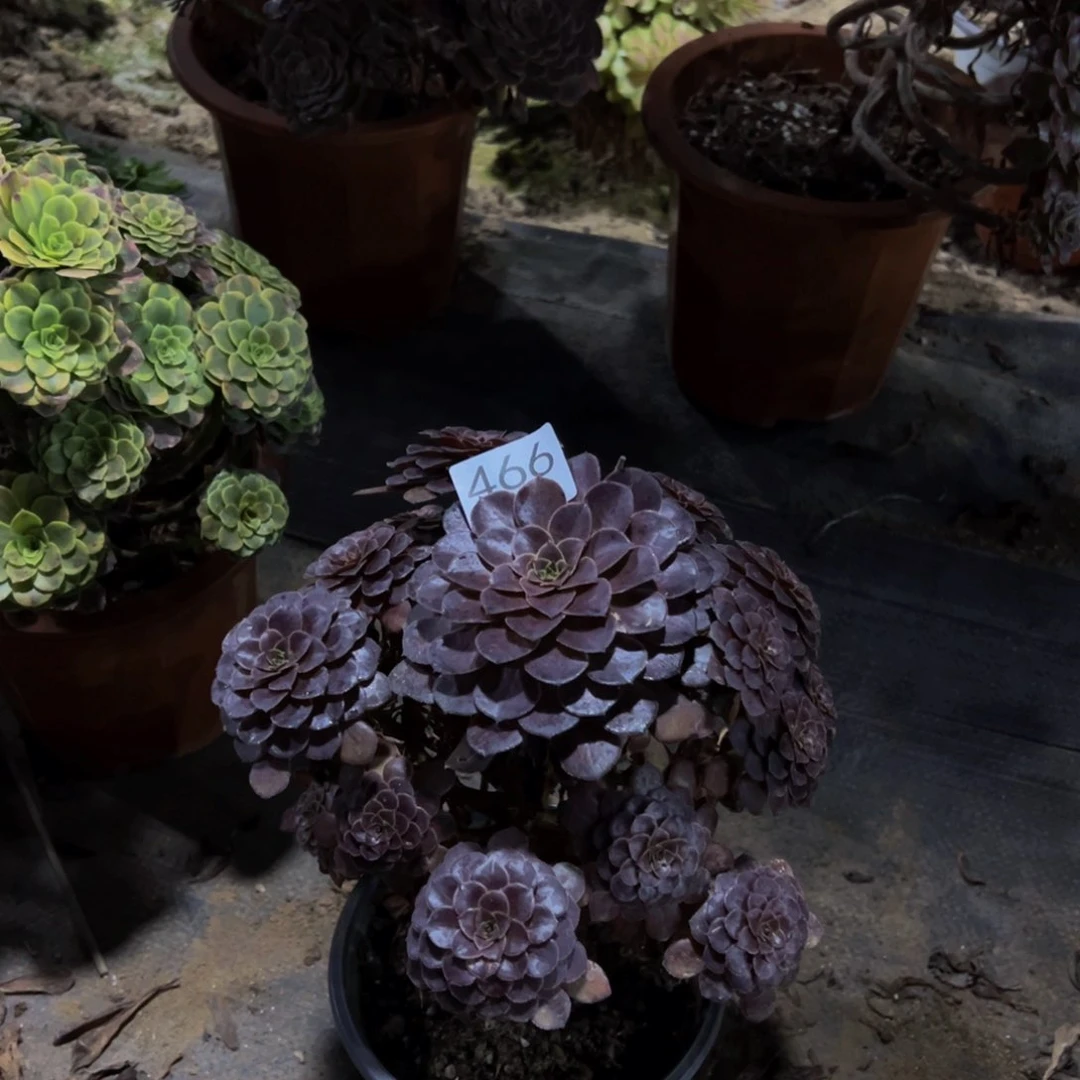 家****466黑铜壶法师，多肉植物