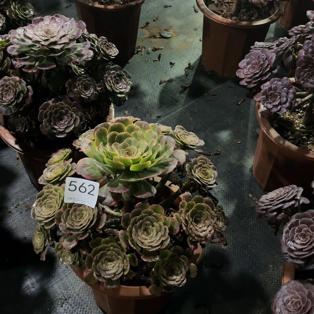 黑金刚多肉植物562