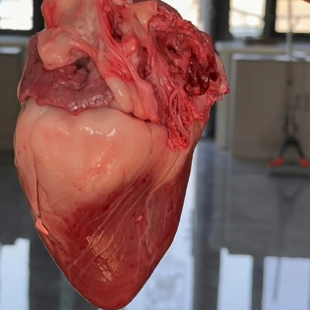 纯种梅花鹿大公鹿鹿心