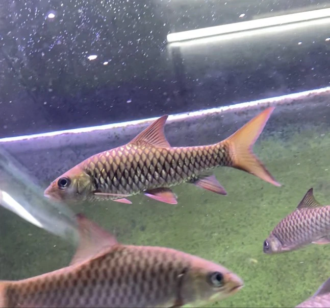 马来西亚进口哥拉巴拉红吉罗鱼活体鱼 观赏鱼