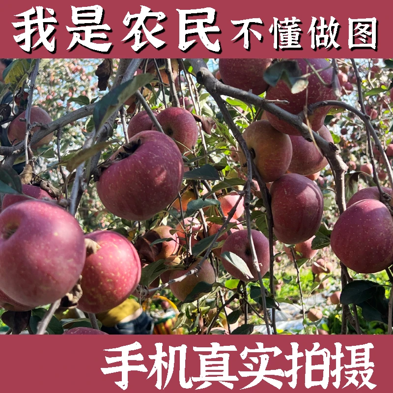 24年正宗昭通丑苹果当季新鲜水果包邮【福利款】