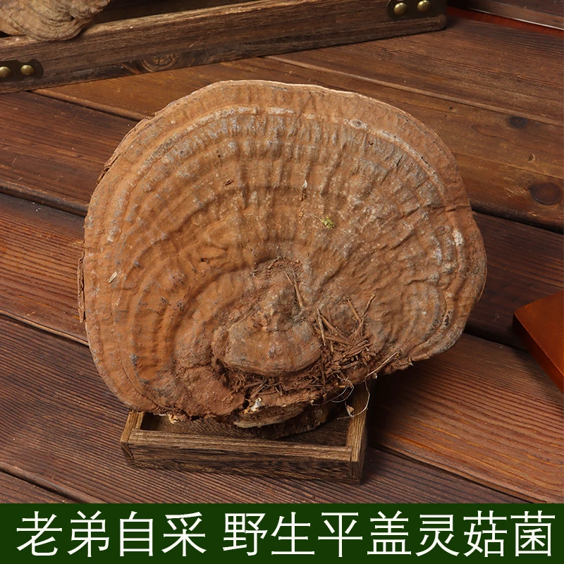 老弟自采东北野生平盖灵菇菌老牛干煮水泡水喝500g/袋