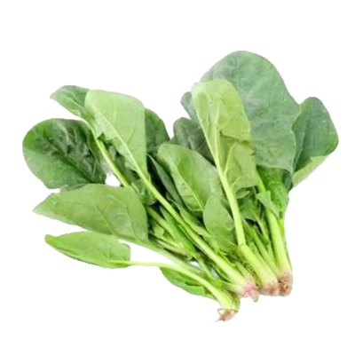 新鲜菠菜1500g苏北露天