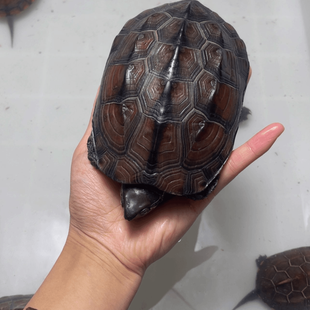 【闪购商品】中华草龟母空**?