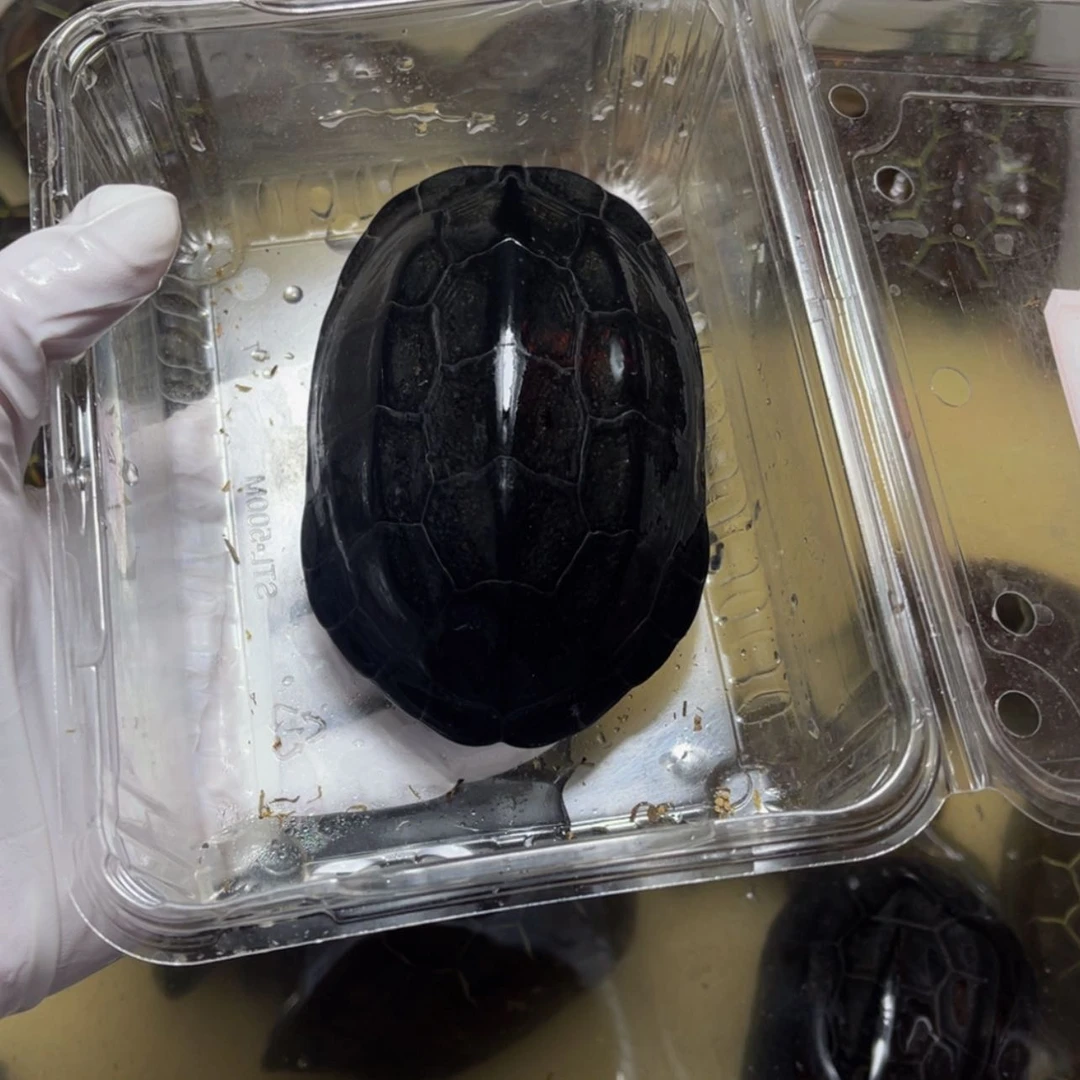 【闪购商品】绿毛龟公?*言