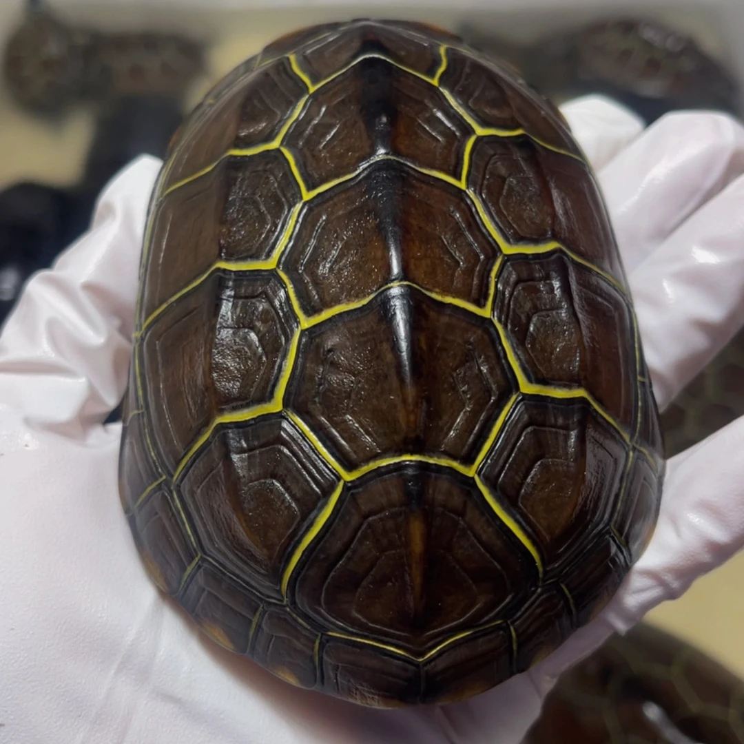 【闪购商品】中华草龟母特***戒