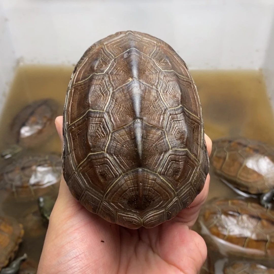 【闪购商品】绿毛龟母R****d