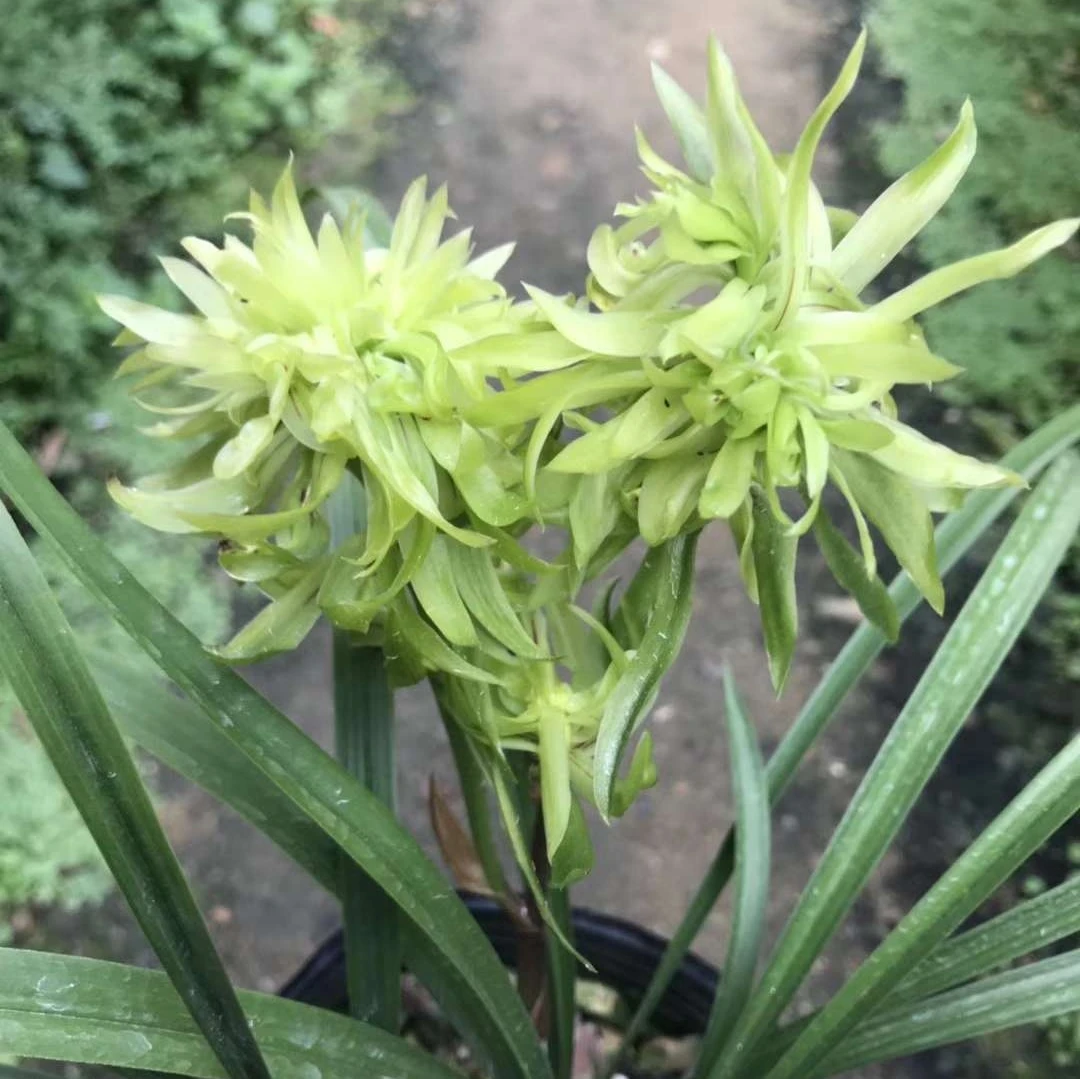春兰奇花浓香型花卉