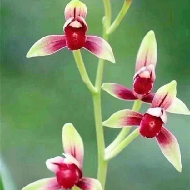 国兰红素花开浓香