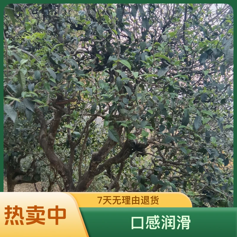 普洱古树200g普洱茶饼茶品质大叶种花果香型圆润细腻透亮柔滑