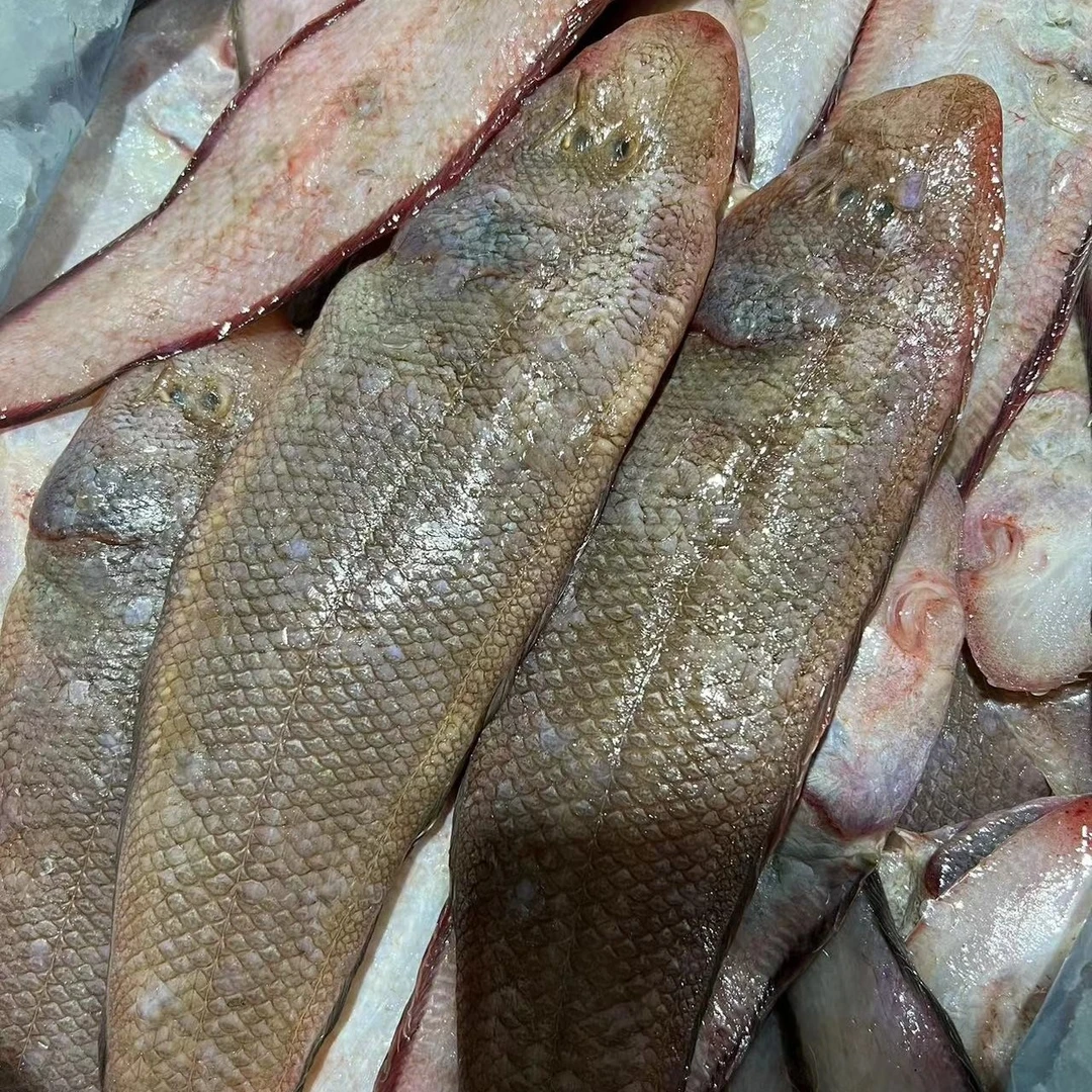 广东汕尾本港生鲜野生海捕龙利鱼/龙舌鱼