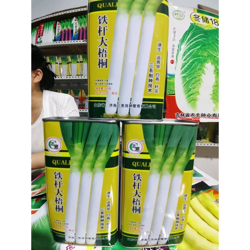 主播优选山东章丘铁杆大梧桐大葱种子