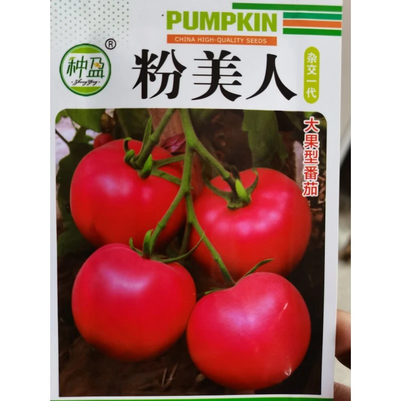 种盈粉美人粉柿子种子