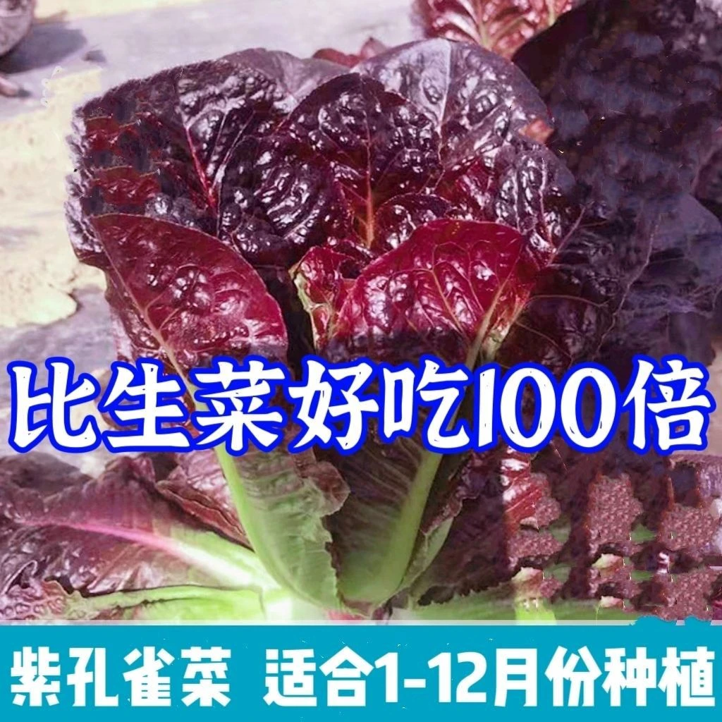 比生菜好吃的孔雀菜沙拉菜种子