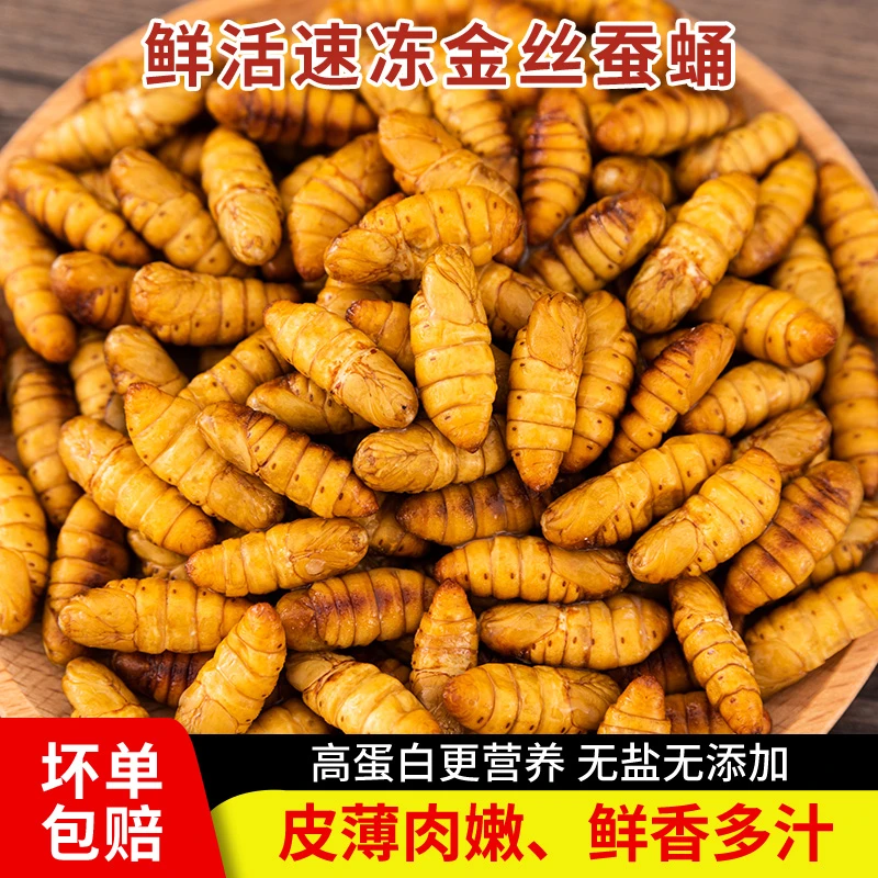 【2025新货金丝蚕蛹】山东黄金蛹活体速冻新鲜金丝蛹烧烤美味蚕茧子