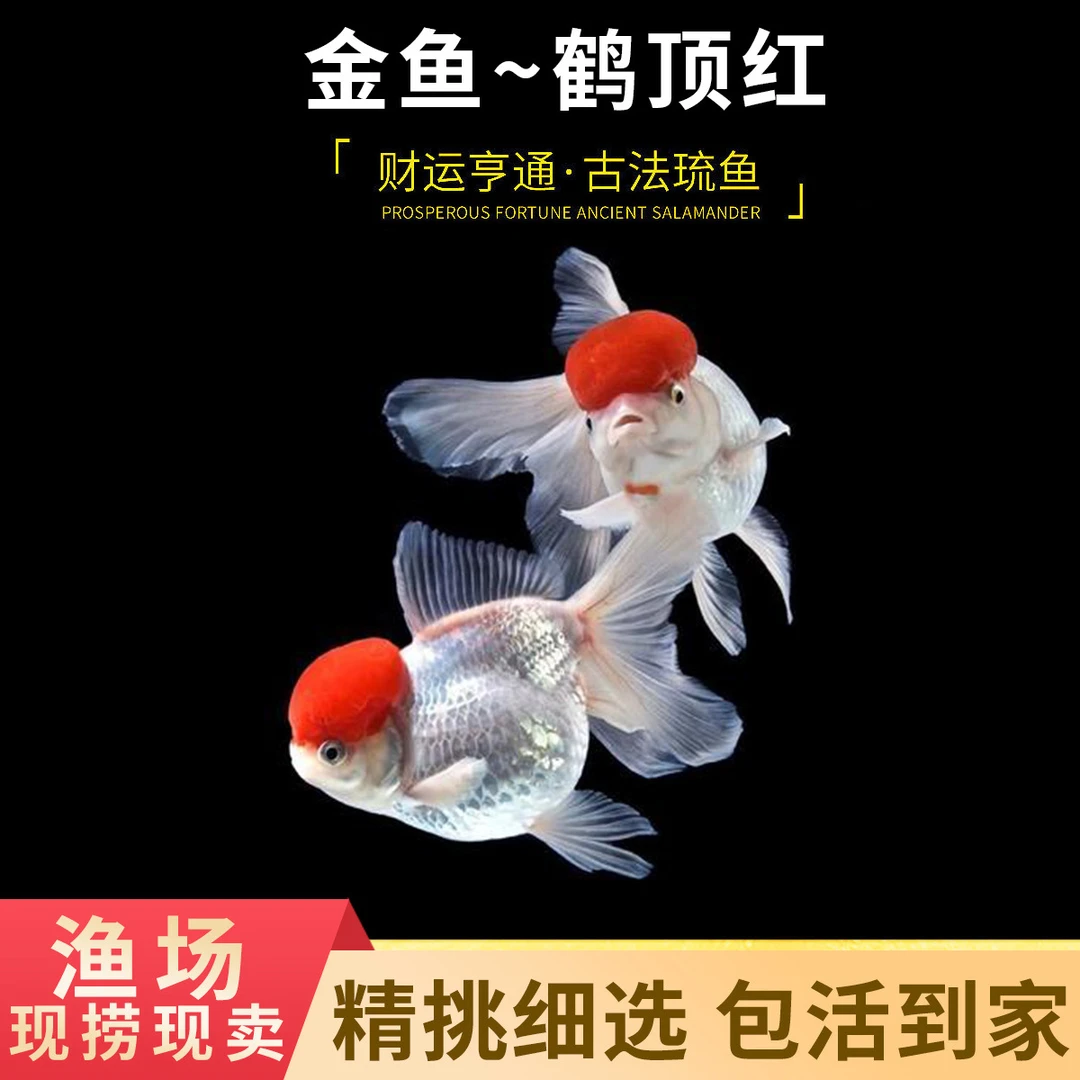 水萌宠观赏小金鱼活体冷水鱼淡水鱼鹤顶红玛丽泰狮兰寿【养宠装备】
