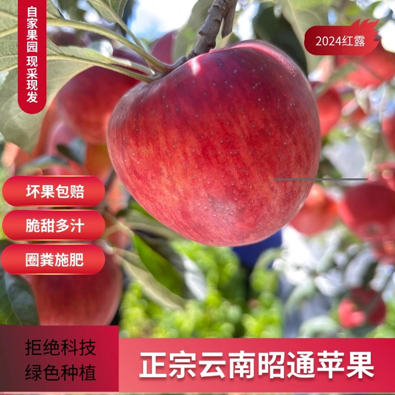 【现摘现发】云南昭通高山苹果2024新果纯甜无酸孕妇多吃