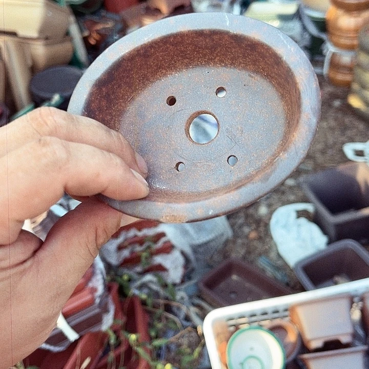 紫砂20CM(含)-50CM(不含)