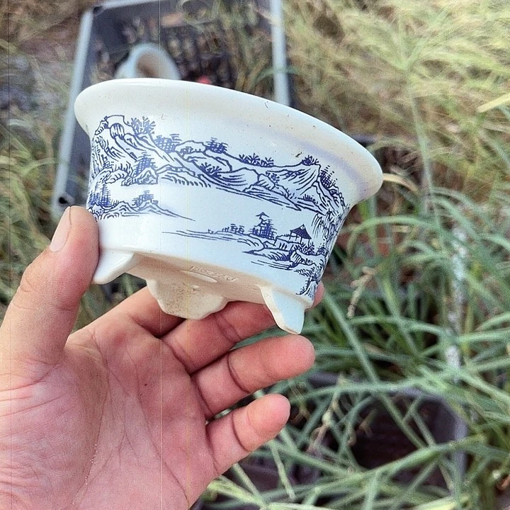 紫砂20CM（含）-50CM（不含）