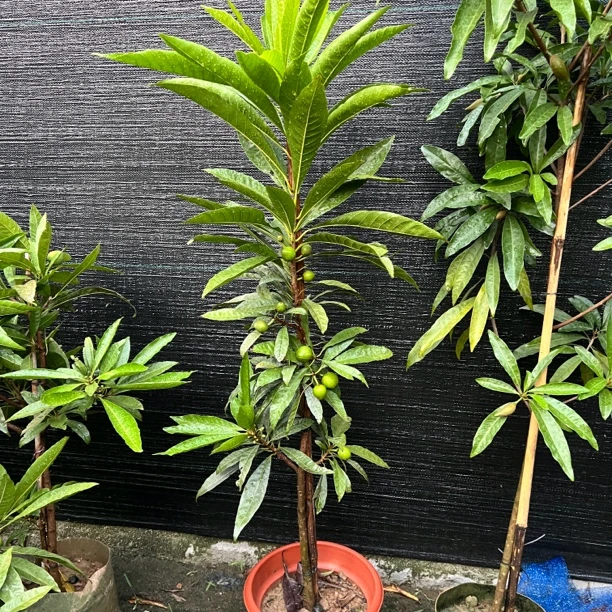 鸡蛋果树蛋黄果树大果四季鸡蛋果庭院果树